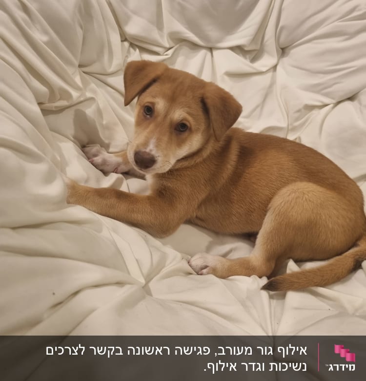 גור כלבים חום שוכב על שמיכה לבנה